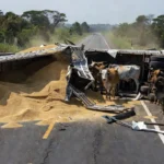 Colisão de carretas com soja e gado tombada na BR-364 em Rondônia